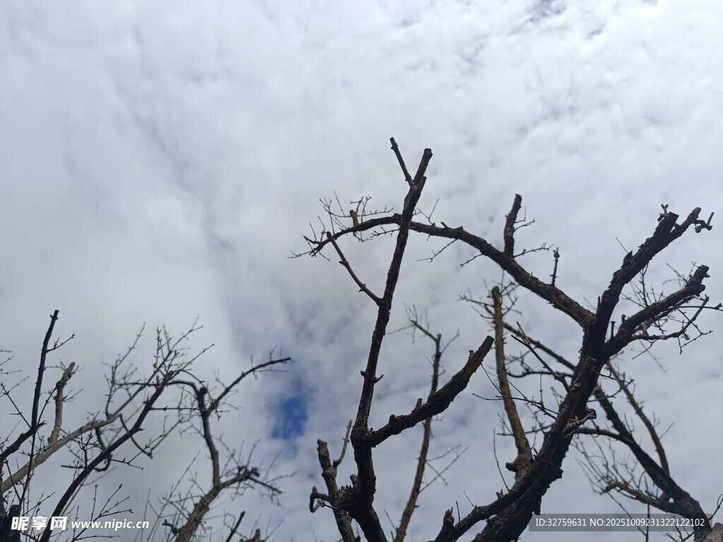 枯枝映襯下的天空景象