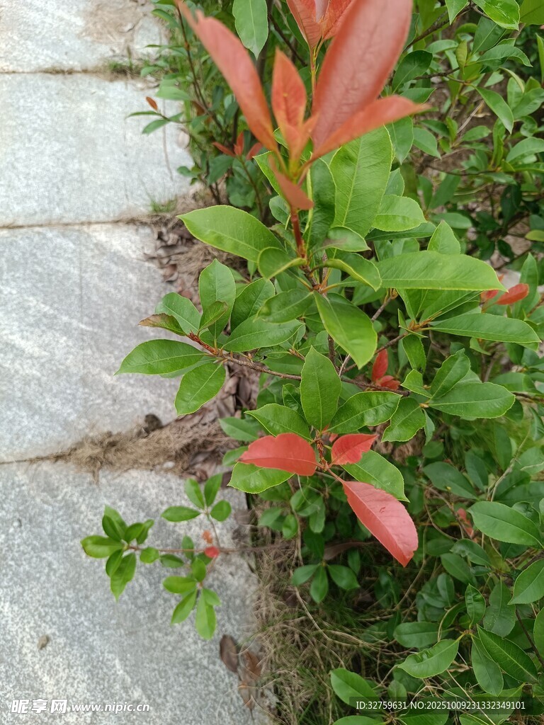 石縫間的紅綠相間植物