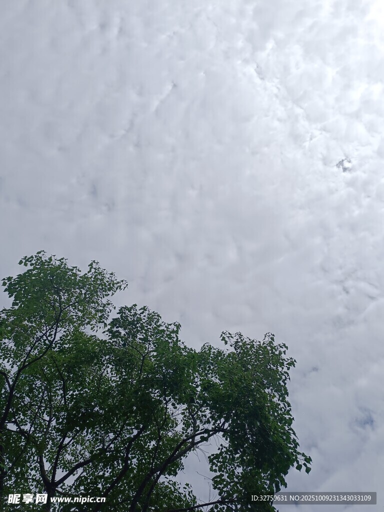 樹梢之上的多云天空
