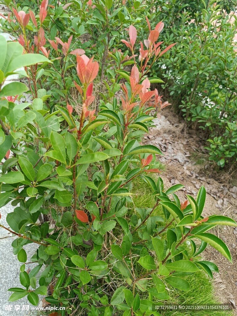 綠葉間的紅嫩植物