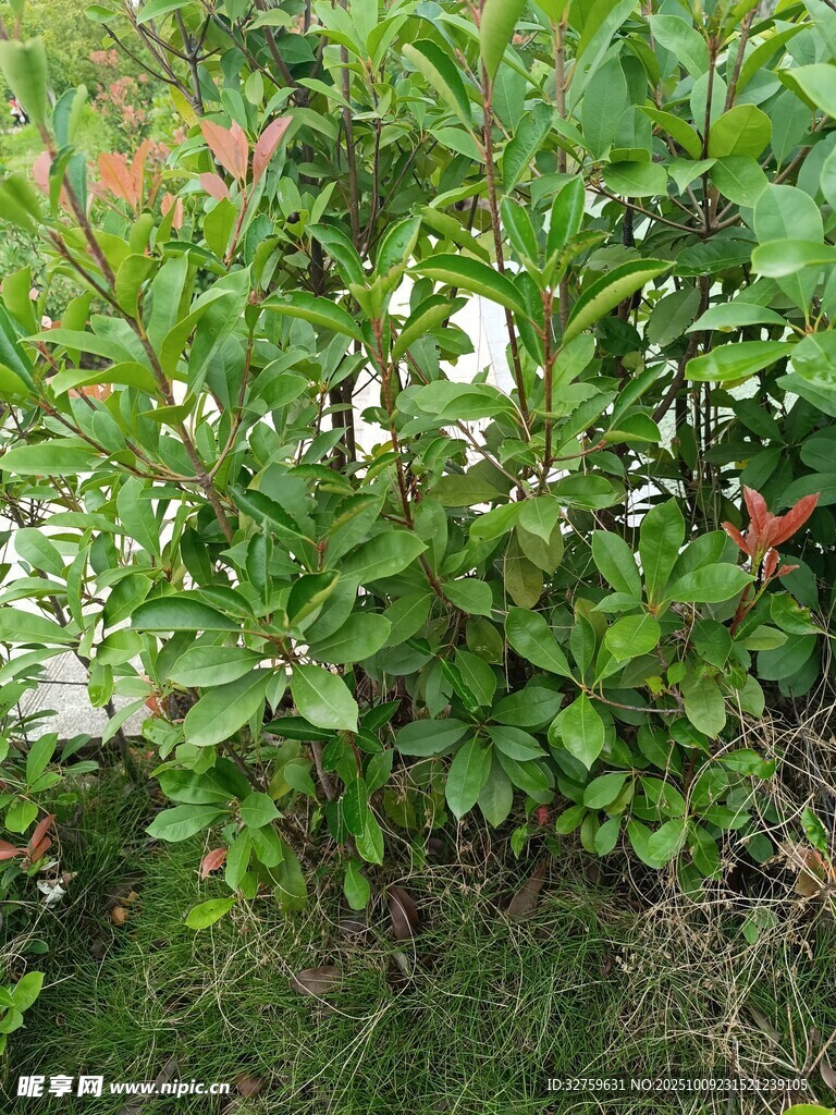 綠葉間的多彩植物