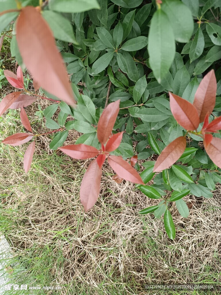 紅葉綠植特寫