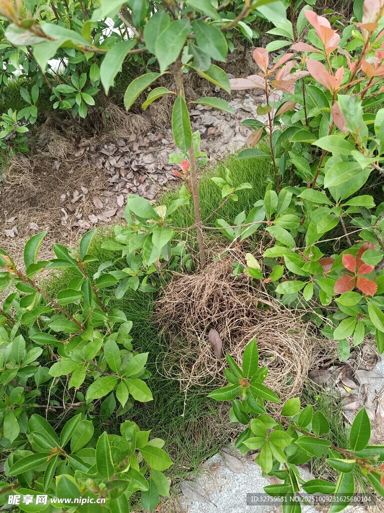 綠葉植物景觀