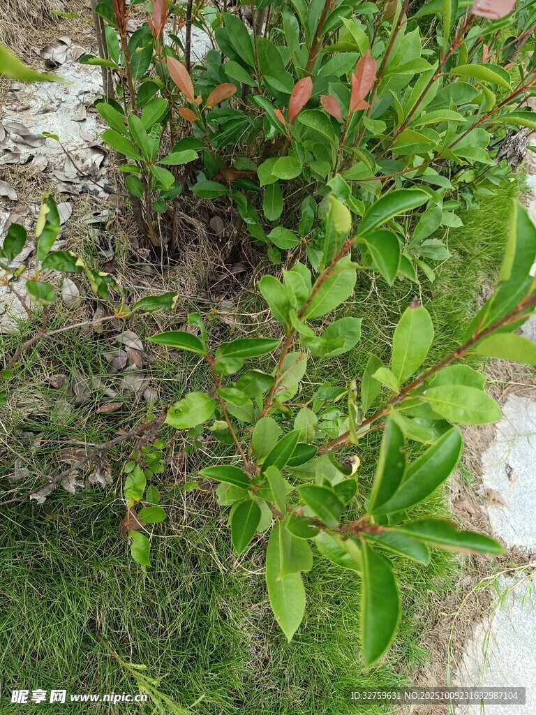 綠葉繁茂的地面植物