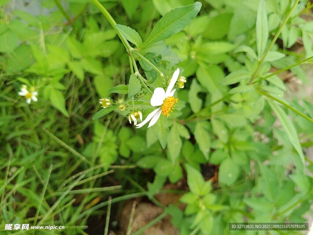 草叢中的黃色小花