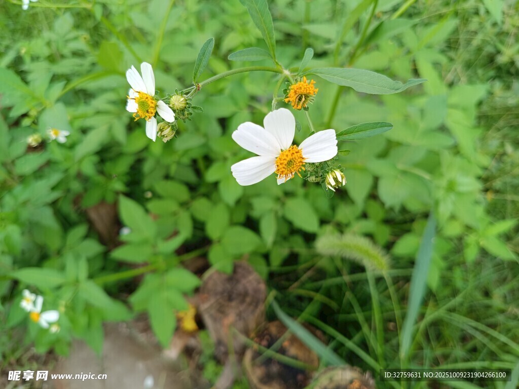 田野中的小白花