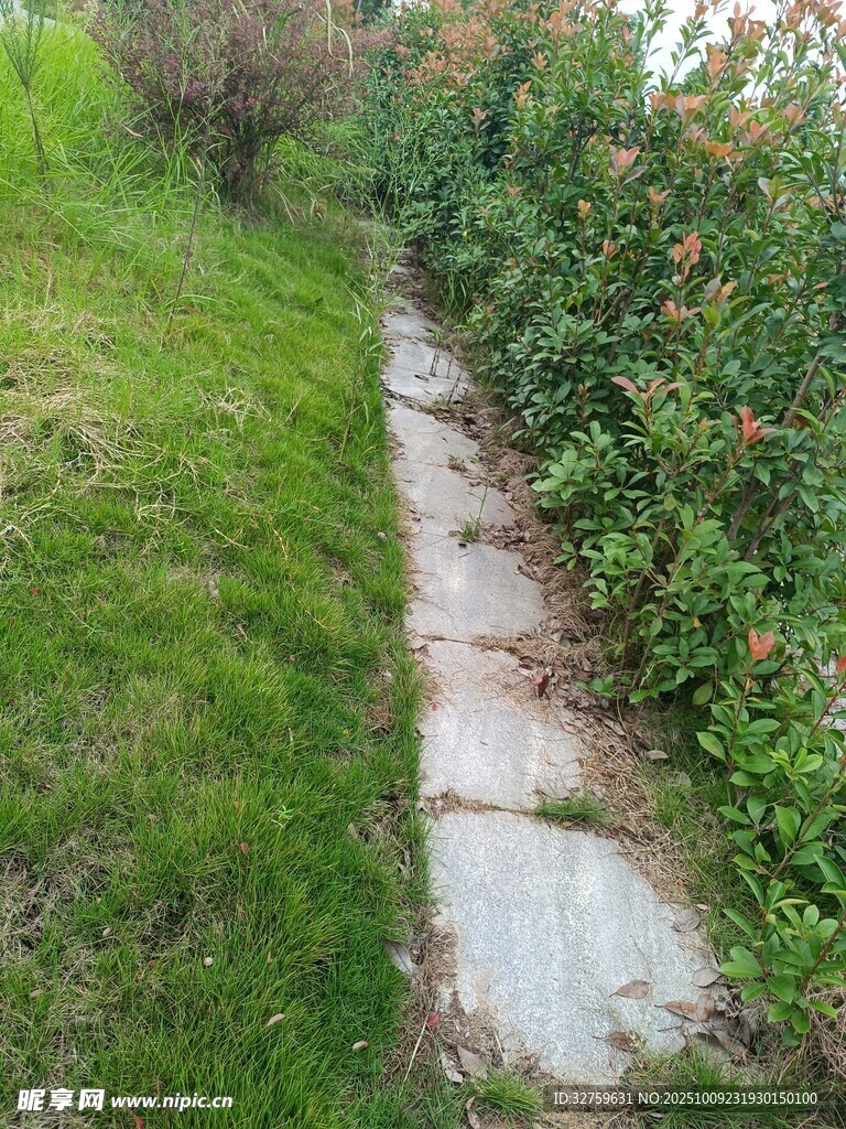 石板小徑旁的綠植景觀