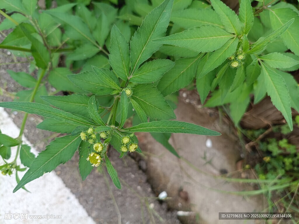 路邊綠意盎然的植物