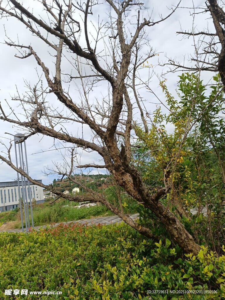 野外傾斜樹木與周邊景致