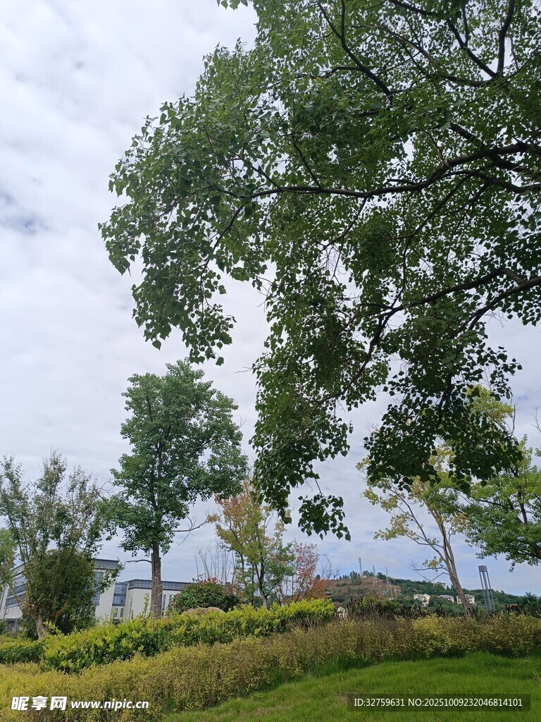 戶外翠綠樹木與開闊景致