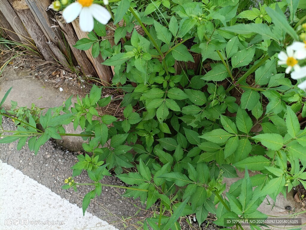 路邊綻放的小白花