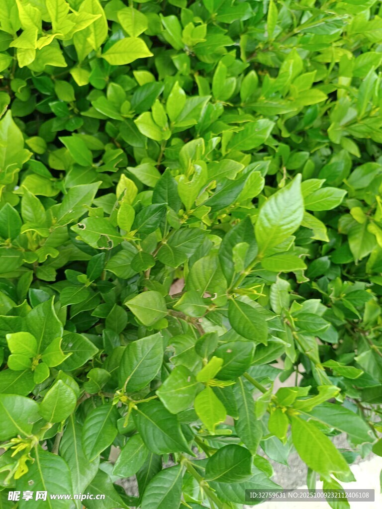 翠綠繁茂的清新綠植