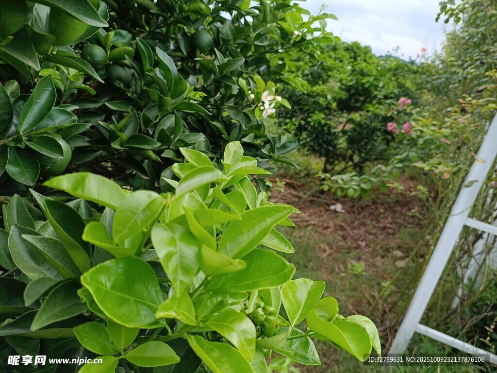 綠葉繁茂的庭院角落