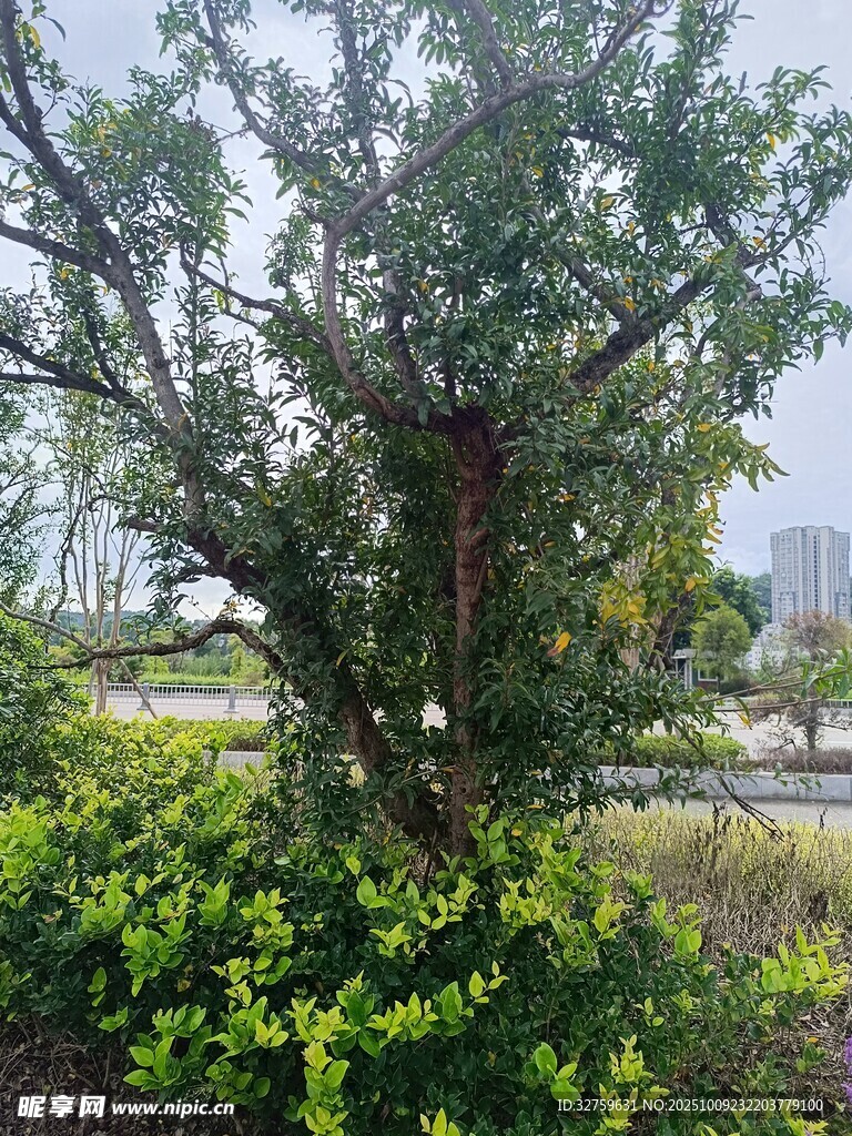 戶外繁茂樹木與綠植景觀