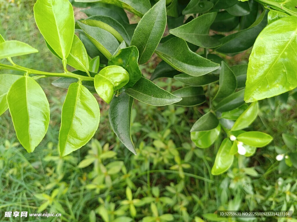 翠綠植物生機(jī)勃勃景象