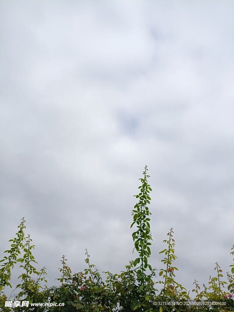 天空下的綠植景觀