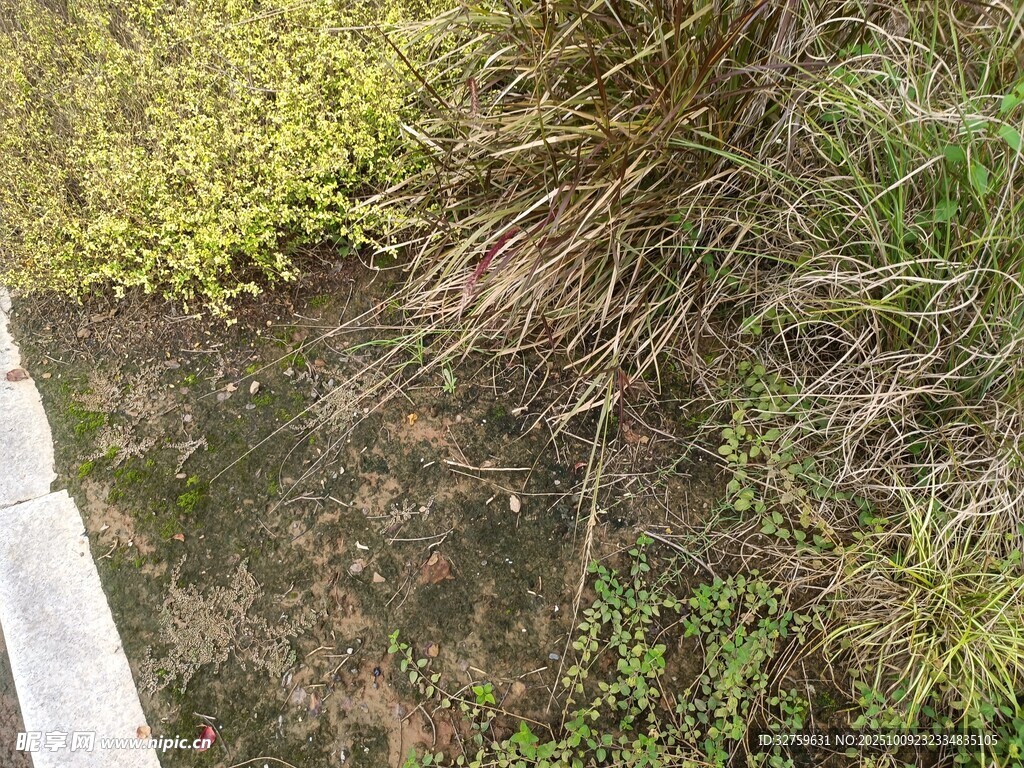 地面上的雜草與綠植