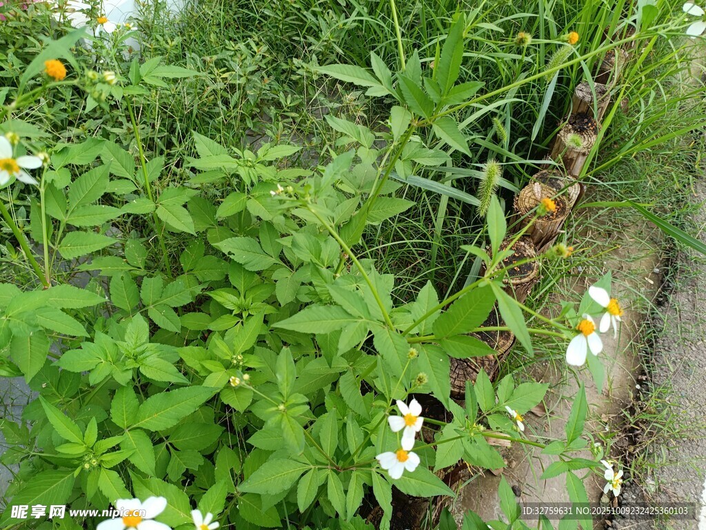 花園中的綠植與白色小花
