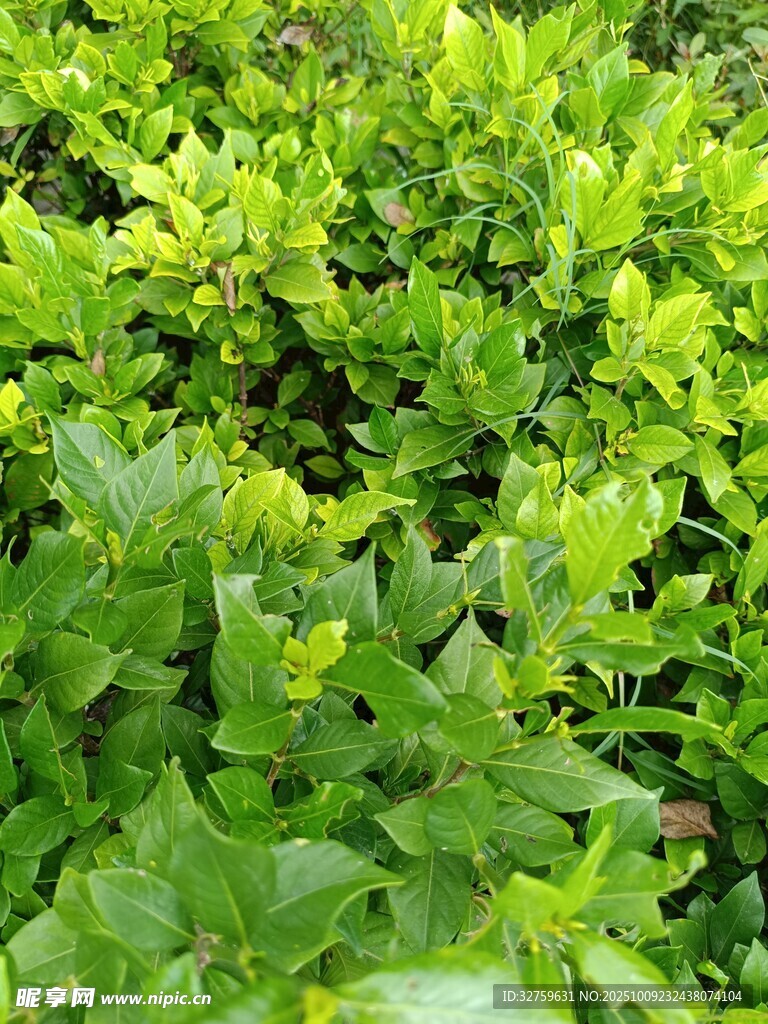 翠綠繁茂的植物景觀