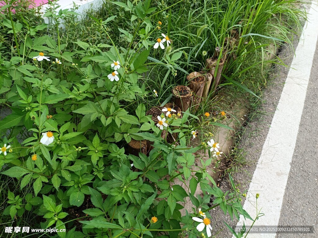路邊繁茂的綠色植物
