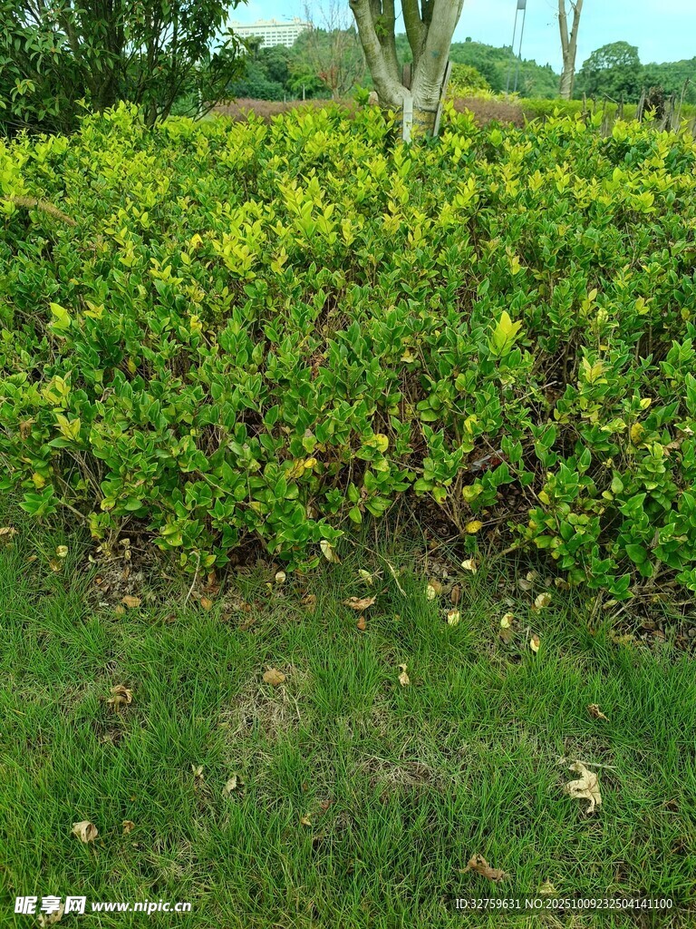 翠綠繁茂的灌木叢景觀