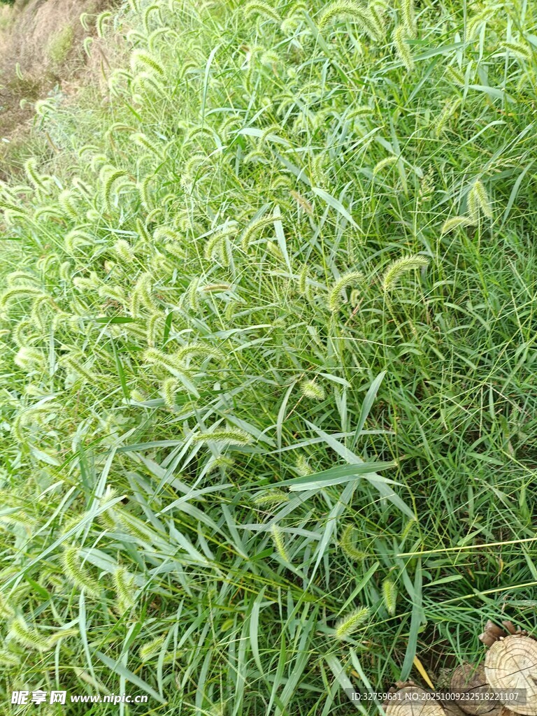 嫩綠草叢特寫