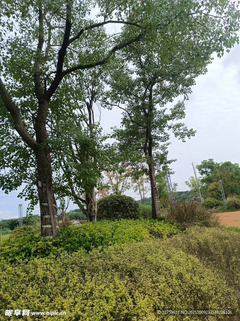 野外蔥郁樹木與繁茂植被