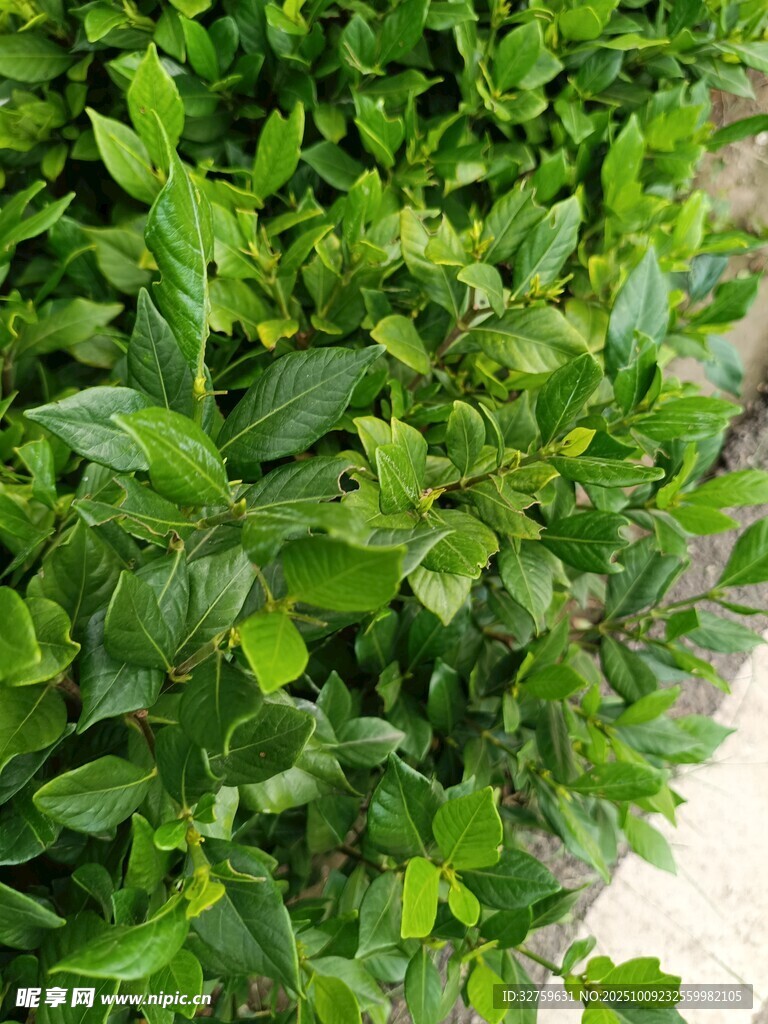 翠綠繁茂的灌木叢
