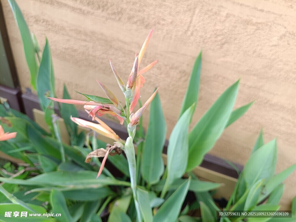 美人蕉植物特寫