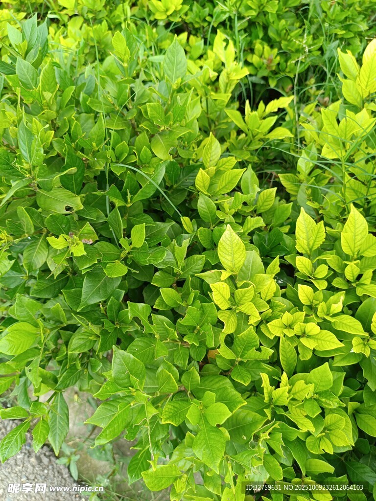 翠綠灌木叢的生機(jī)景象