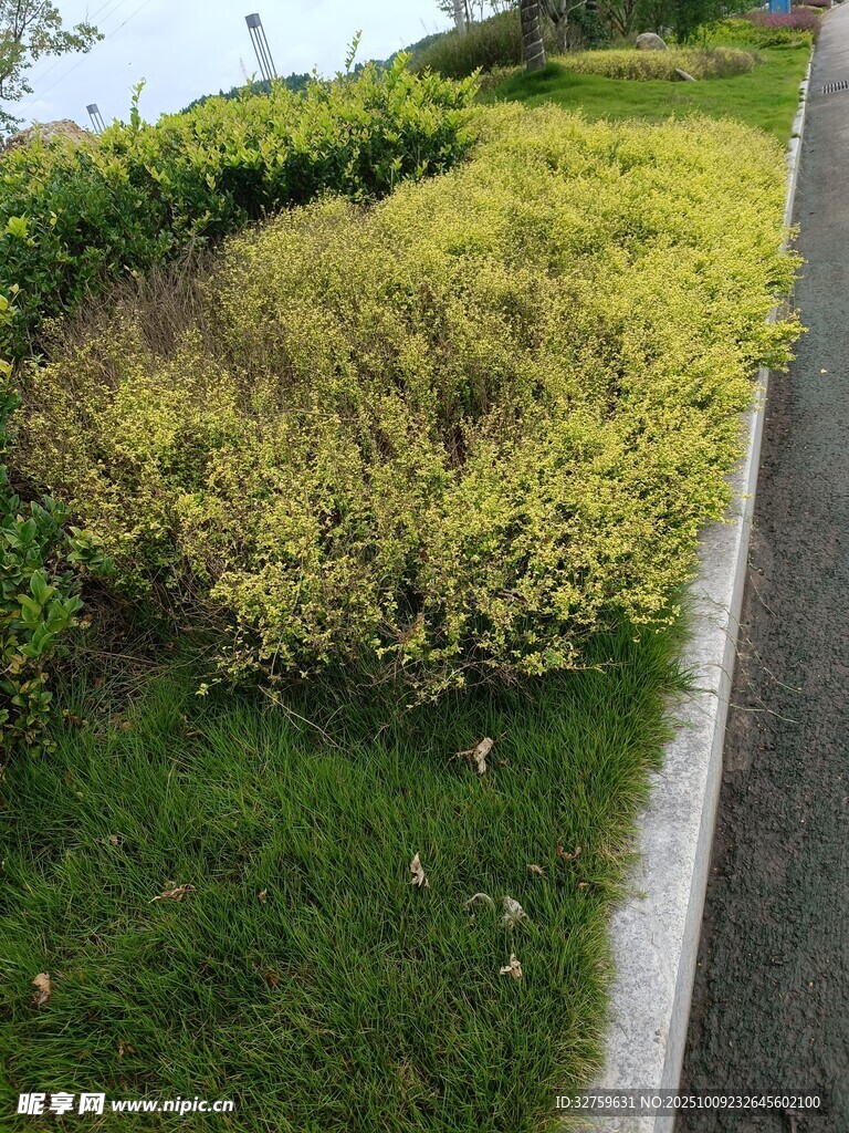 路邊黃綠相間的綠植景觀