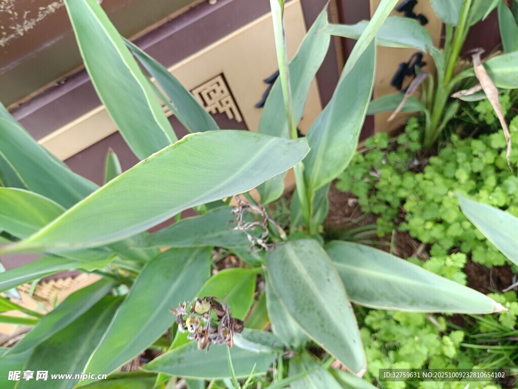 翠綠竹葉與繁茂綠植