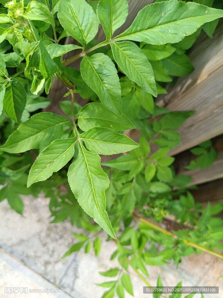 墻邊翠綠植物生機勃勃