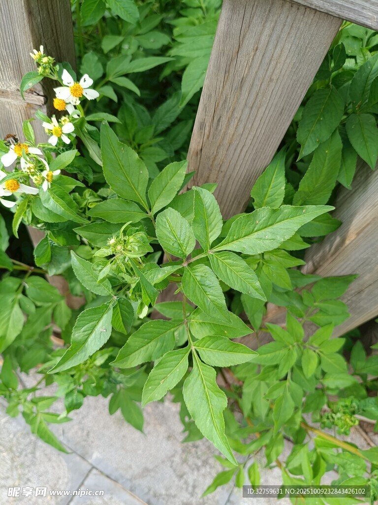 木欄邊的蓬勃綠植花卉