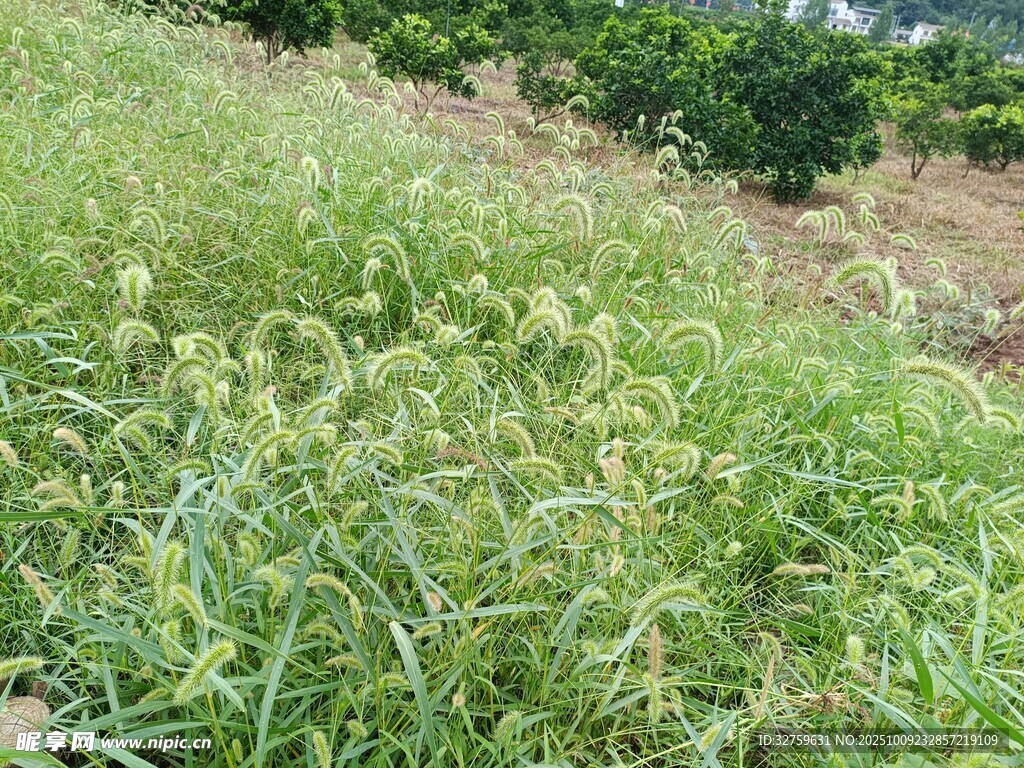 田野中的茂盛綠色野草
