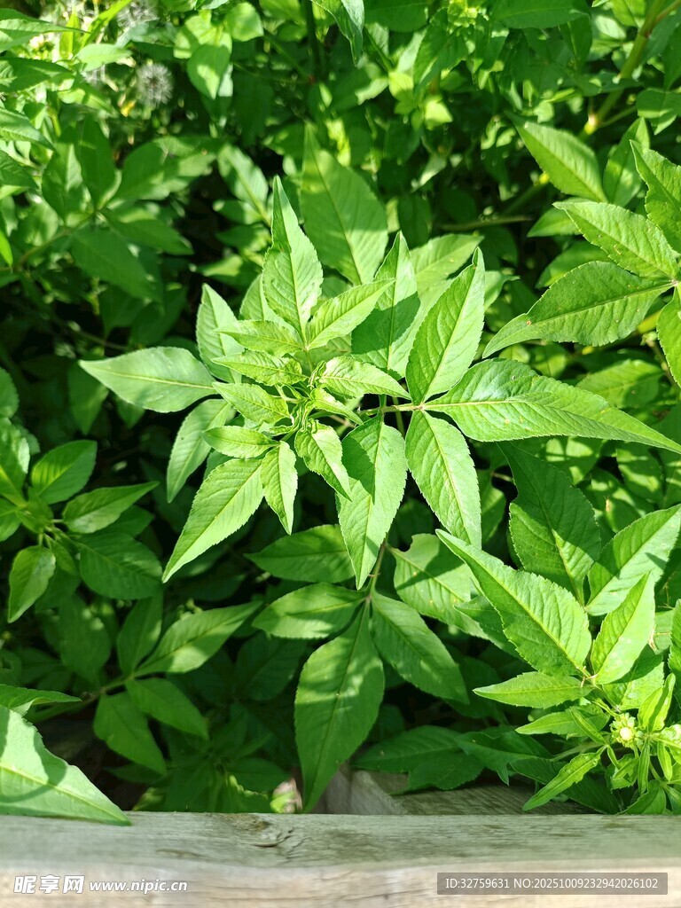 翠綠羅勒葉