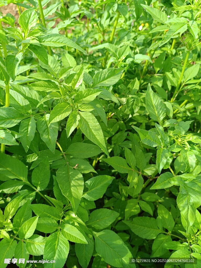 翠綠繁茂的清新植物