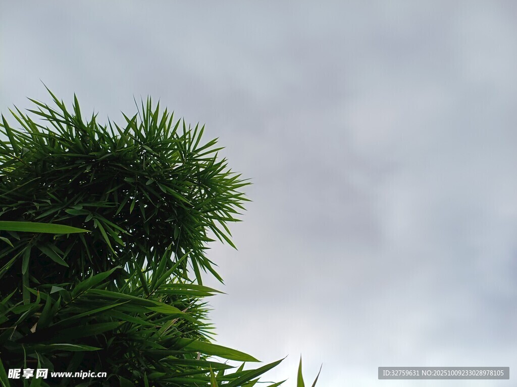 天空下的蔥郁綠植
