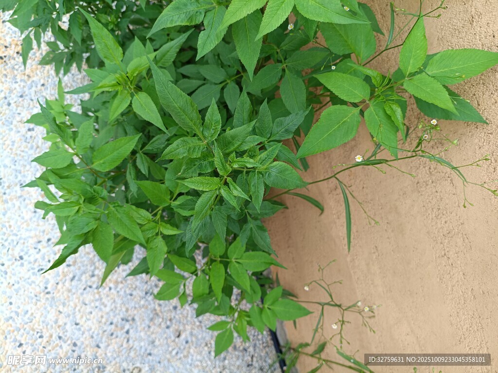 墻邊生長的翠綠植物