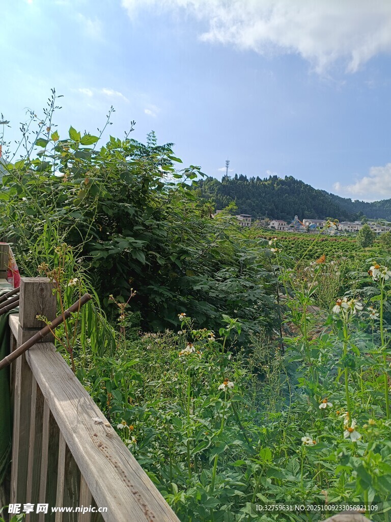 木欄旁的繁茂綠植景觀