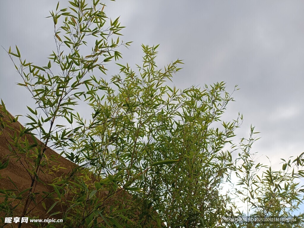 山坡上的翠綠植物