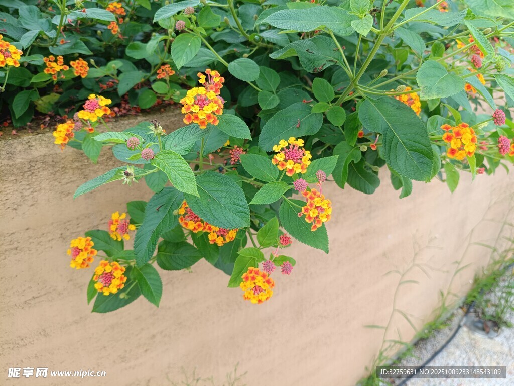 墻邊綻放的橙色小花