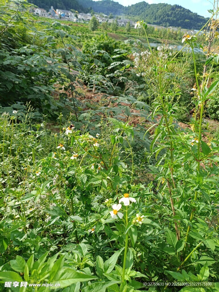 野外繁茂綠植景觀