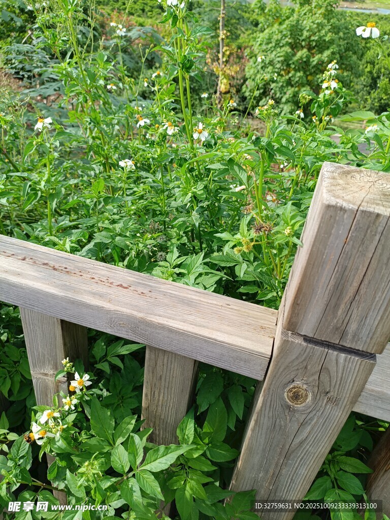 木柵欄旁的繁茂綠植
