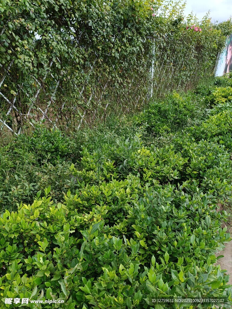 綠意盎然的繁茂植物景觀