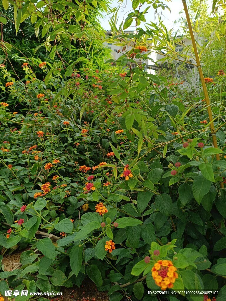 花叢中的艷麗橙色小花