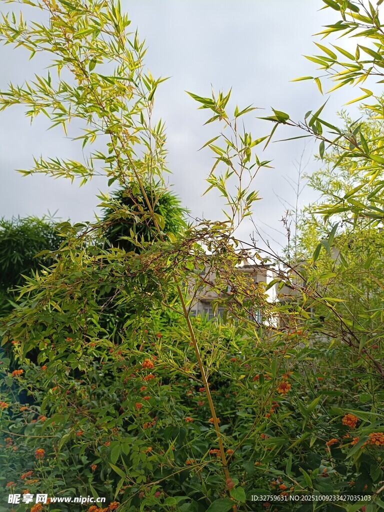 繁茂綠植 