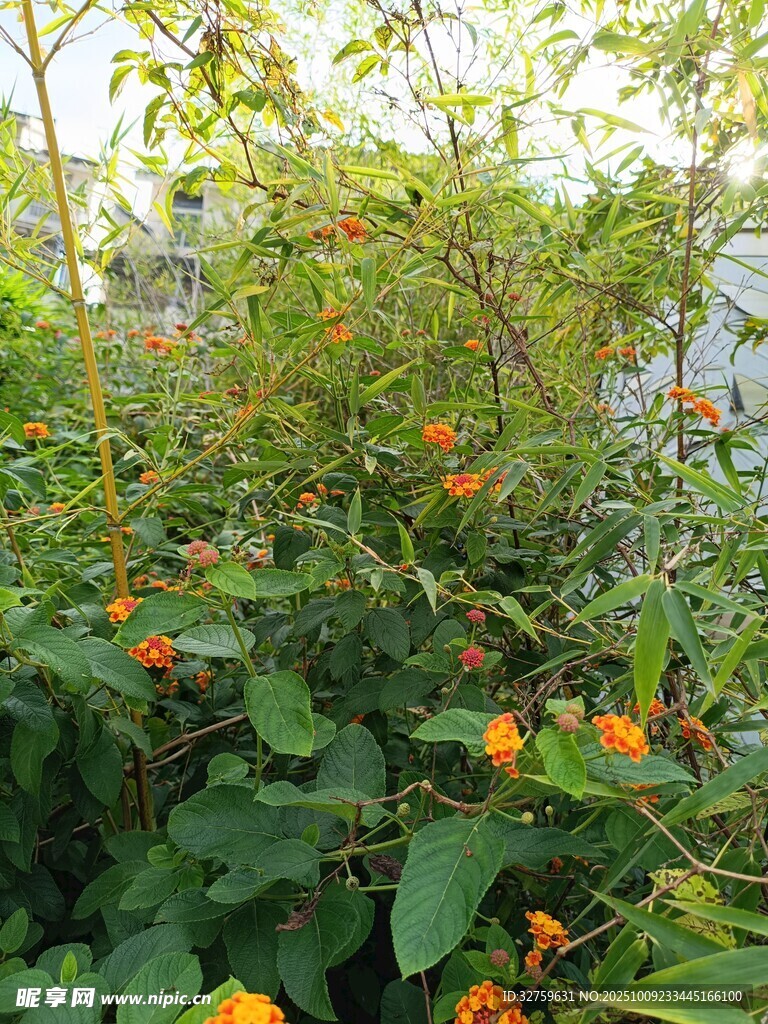 綠葉間綻放的橙色小花