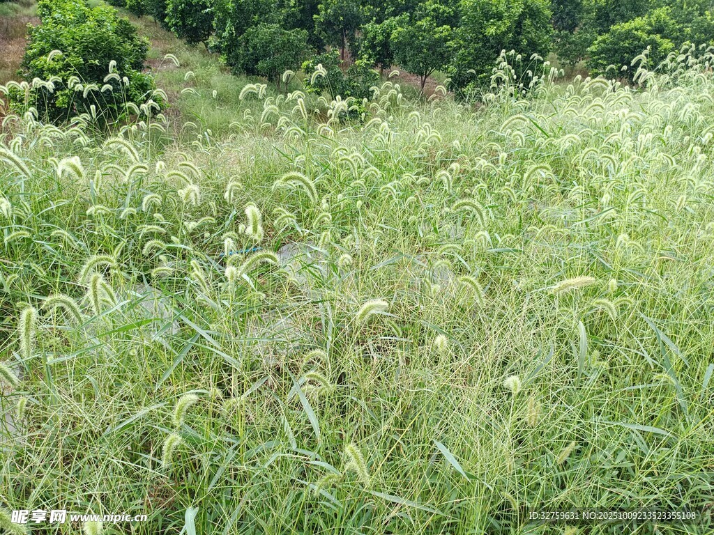 野外繁茂草地景象