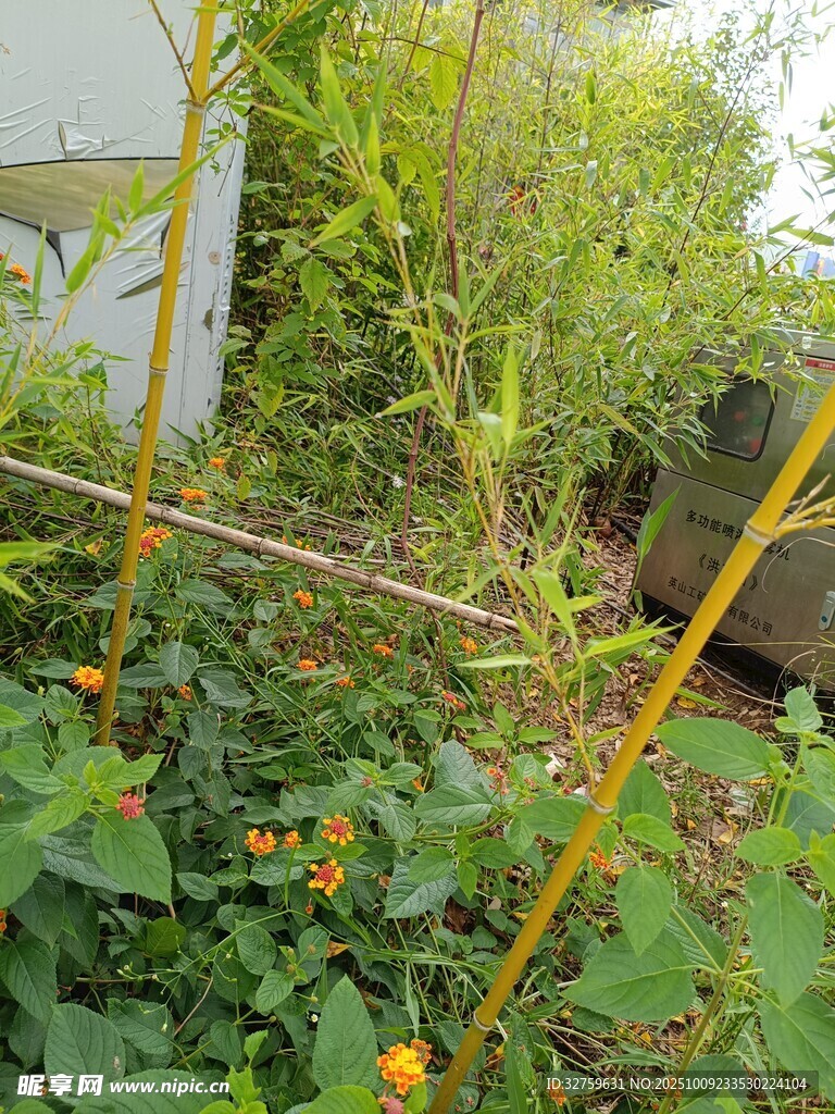 庭院中的綠植花卉景觀